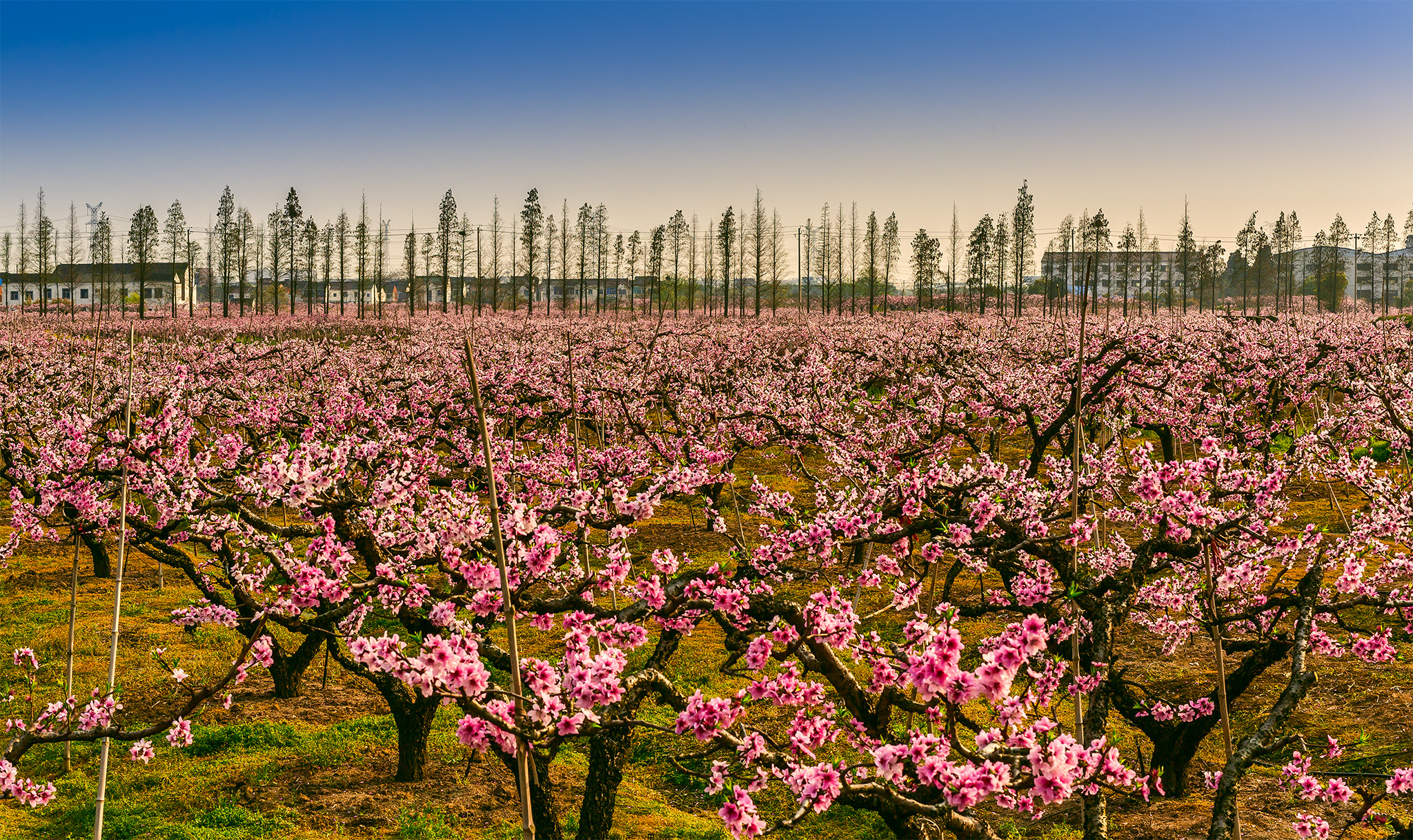 开花gdp_仙人掌开花图片(3)