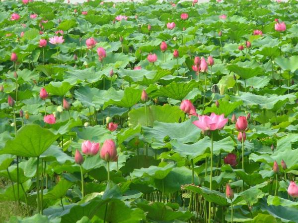 广东三水荷花世界特色景点介绍 门票价格