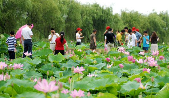 2013金湖荷花节 金湖荷花节时间,地点,门票