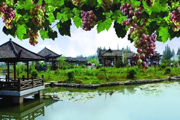 南京江心洲葡萄节2013江心洲葡萄节时间地点门票活动一览-途家网旅游