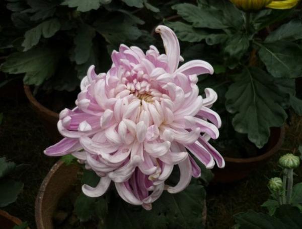 2013深圳东湖菊花展时间2013深圳菊花展地点