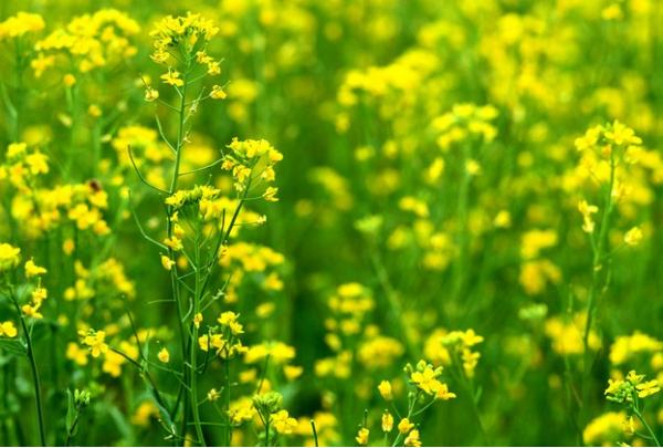 2014桥头油菜花节时间 桥头油菜花什么时候开 赏花攻略