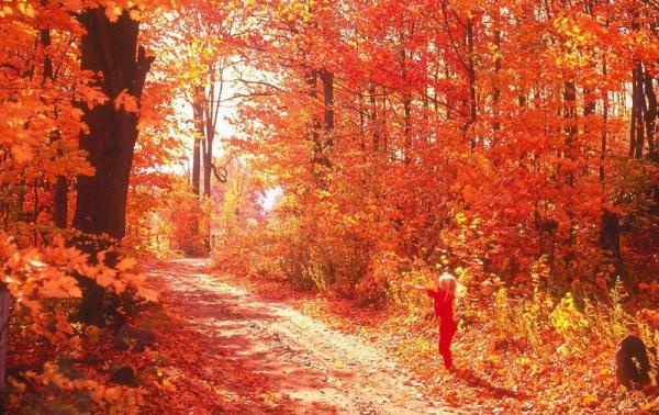 栖霞山枫叶红了吗 2013栖霞山赏枫叶攻略