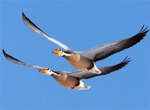 各种斑的区别图片图片