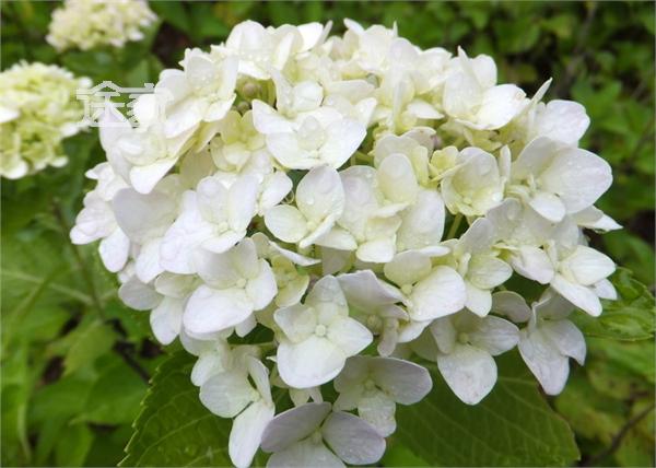 2014澳门花展时间2014澳门花展地点活动详情