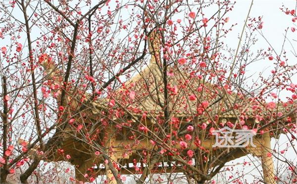 2014武汉东湖梅花节时间/门票/交通 2014武汉东湖梅花节住宿推荐