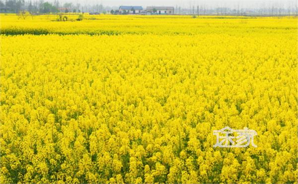 2014荆门油菜花节时间 去荆门赏油菜花住哪儿方便