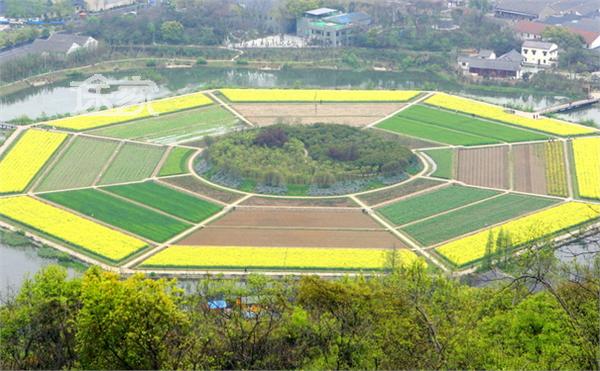 杭州八卦田油菜花