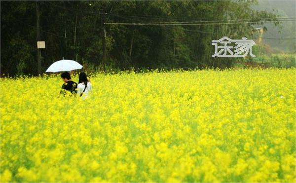 广州周边油菜花观赏地 广州赏油菜花住宿推荐