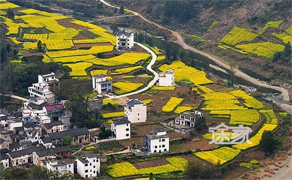 安徽油菜花观赏地推荐 春日安徽赏油菜花住宿推荐