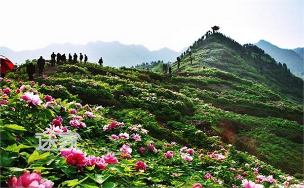 2014重庆垫江牡丹花节时间/门票 垫江牡丹花节住哪好