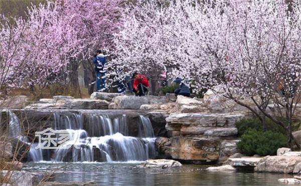 2014北京植物园桃花节时间+门票北京植物园桃