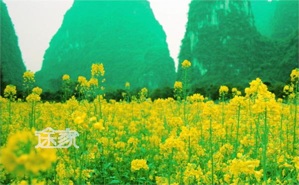 桂林油菜花节