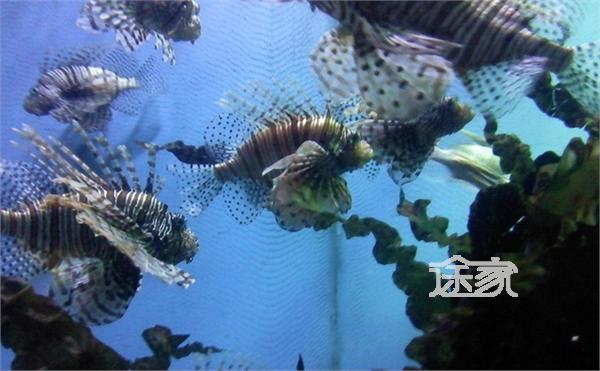 郑州海洋馆好玩吗+郑州海洋馆营业时间\/图片