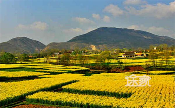 最美油菜花观赏地top10游玩攻略