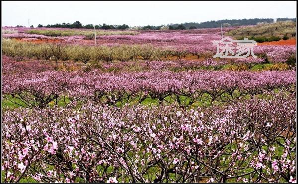 2014年江西桃花源门票 江西桃花源门票多少钱