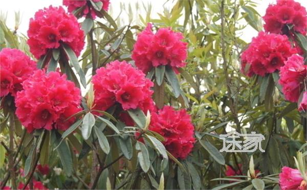 2014贵州杜鹃花节什么时候开始 贵州杜鹃花节时间 地点 交通指南