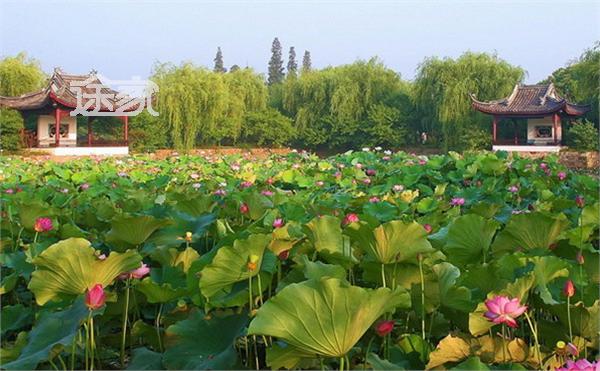 蠡园图片:夏日荷花