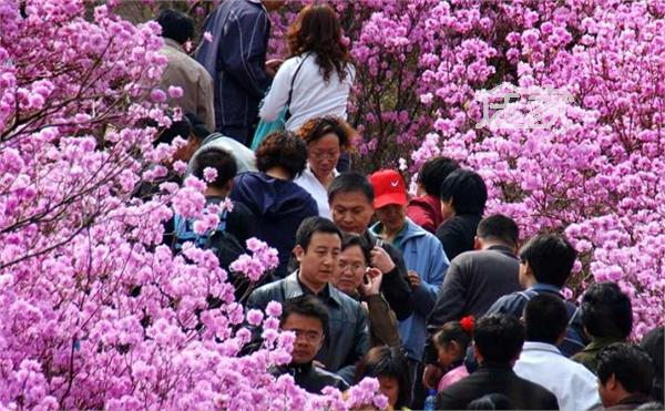 2014青岛杜鹃花节什么时候 青岛哪里可以赏杜鹃花