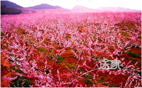 2014北京平谷桃花节赏花手机-攻略途家网v手机妖攻略锁三仙塔图片