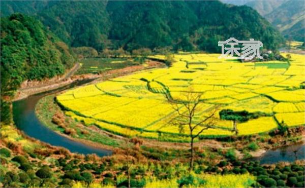 黄山油菜花田