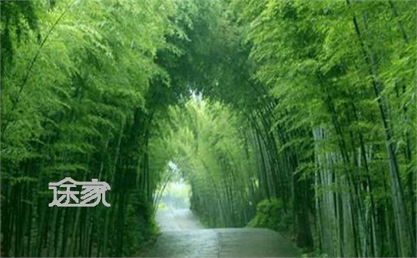 宜兴竹海风景区