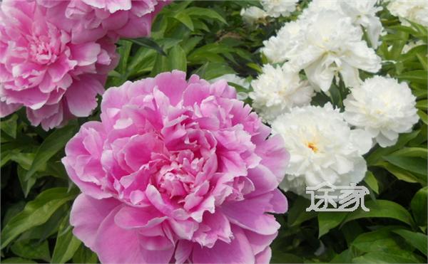 景山公园牡丹节观赏攻略:花展介绍 景山公园中