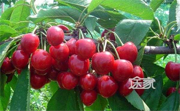 烟台大樱桃以\北方春果第一枝\而畅销全国