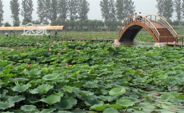白洋淀荷花大观园荷花淀
