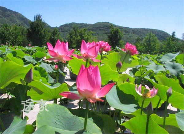 2015圆明园荷花节(6月20号开始)