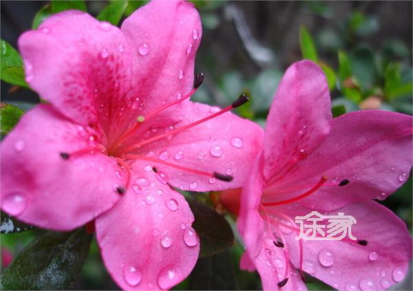 林芝杜鹃花品种