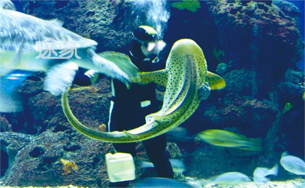 上海长风海洋世界水族馆