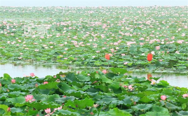 2014淮阳荷花节时间/地点/门票 2014淮阳荷花节攻略