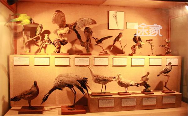 上海自然博物馆在哪儿