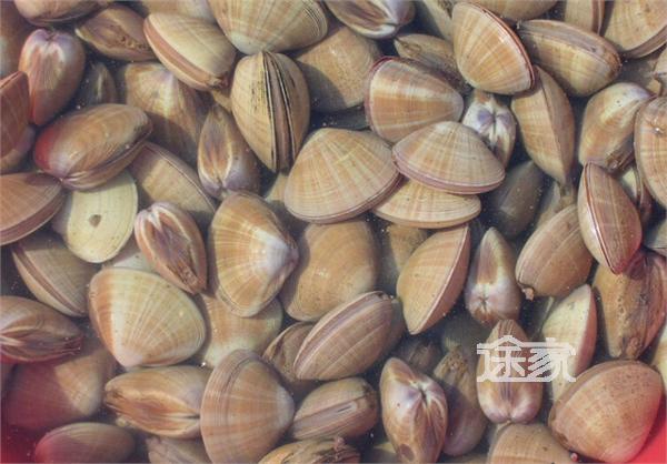 大连海鲜攻略美食大连美食海鲜v海鲜大连吃海日本祭美食图片