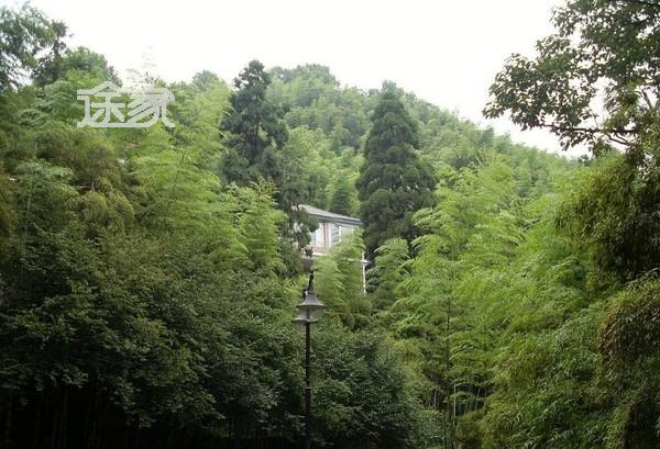 莫干山武陵竹海——浙江杭州