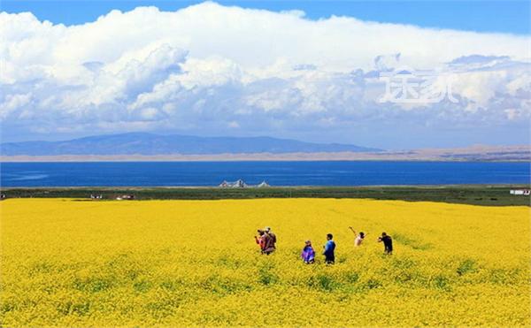 2014青海湖油菜花花期 青海湖哪里的油菜花最好看