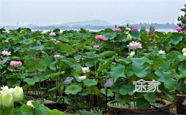 武汉哪里有荷花 武汉赏荷好去处