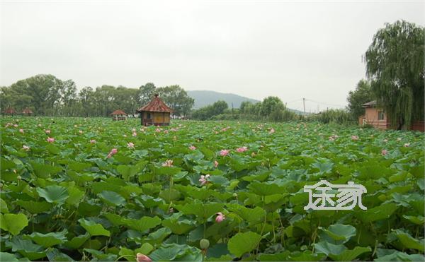 大连普兰店千年古莲园