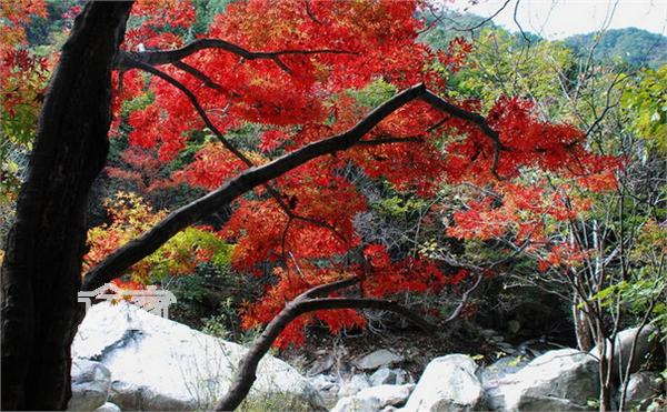 湖北哪里可以看红叶 湖北红叶观赏地推荐