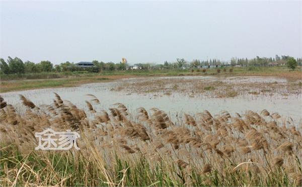 泗洪洪泽湖湿地公园_泗洪湿地公园门票收入(3)