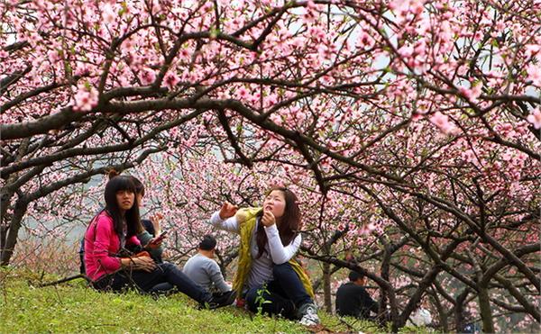 2015重庆虎峰山桃花节时间/地点/交通 2015重庆虎峰山