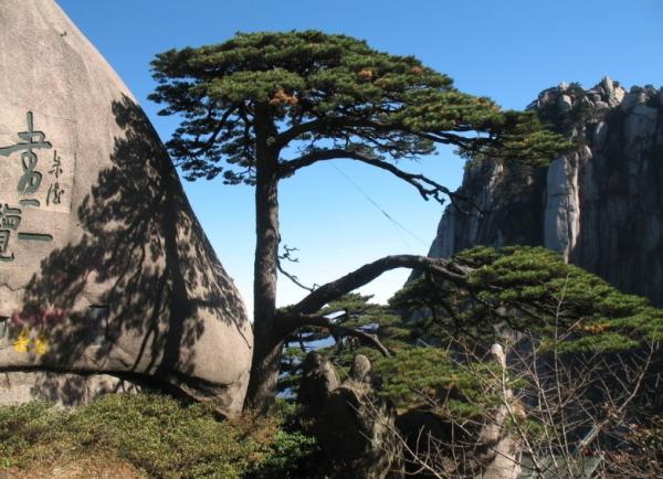 黄山四绝是什么