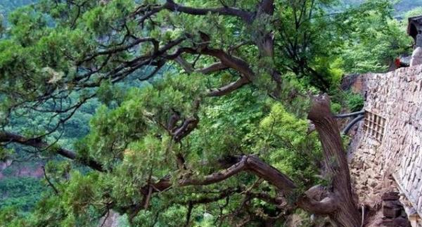 白檀木树,檀木树,紫檀木树_大山谷图库