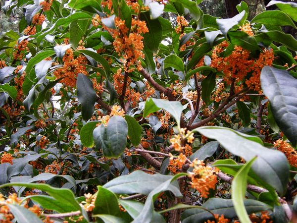 北京颐和园桂花节 2013颐和园桂花节时间 门票