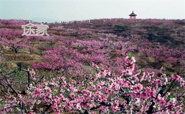 泗水桃花節 2014濟寧泗水桃花節時間 地點 門票