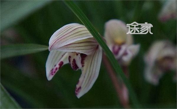 2014成都温江兰花节时间\/交通 2014温江兰花节