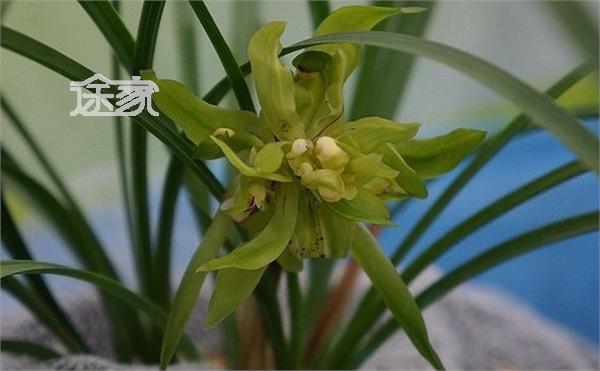 2014成都温江兰花节时间\/交通 2014温江兰花节