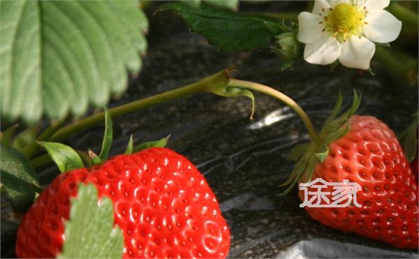 2014成都安仁草莓节什么时候开始 成都哪里可