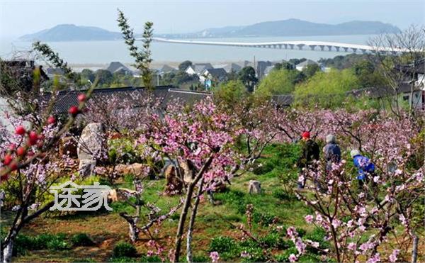 渔洋山桃花图片